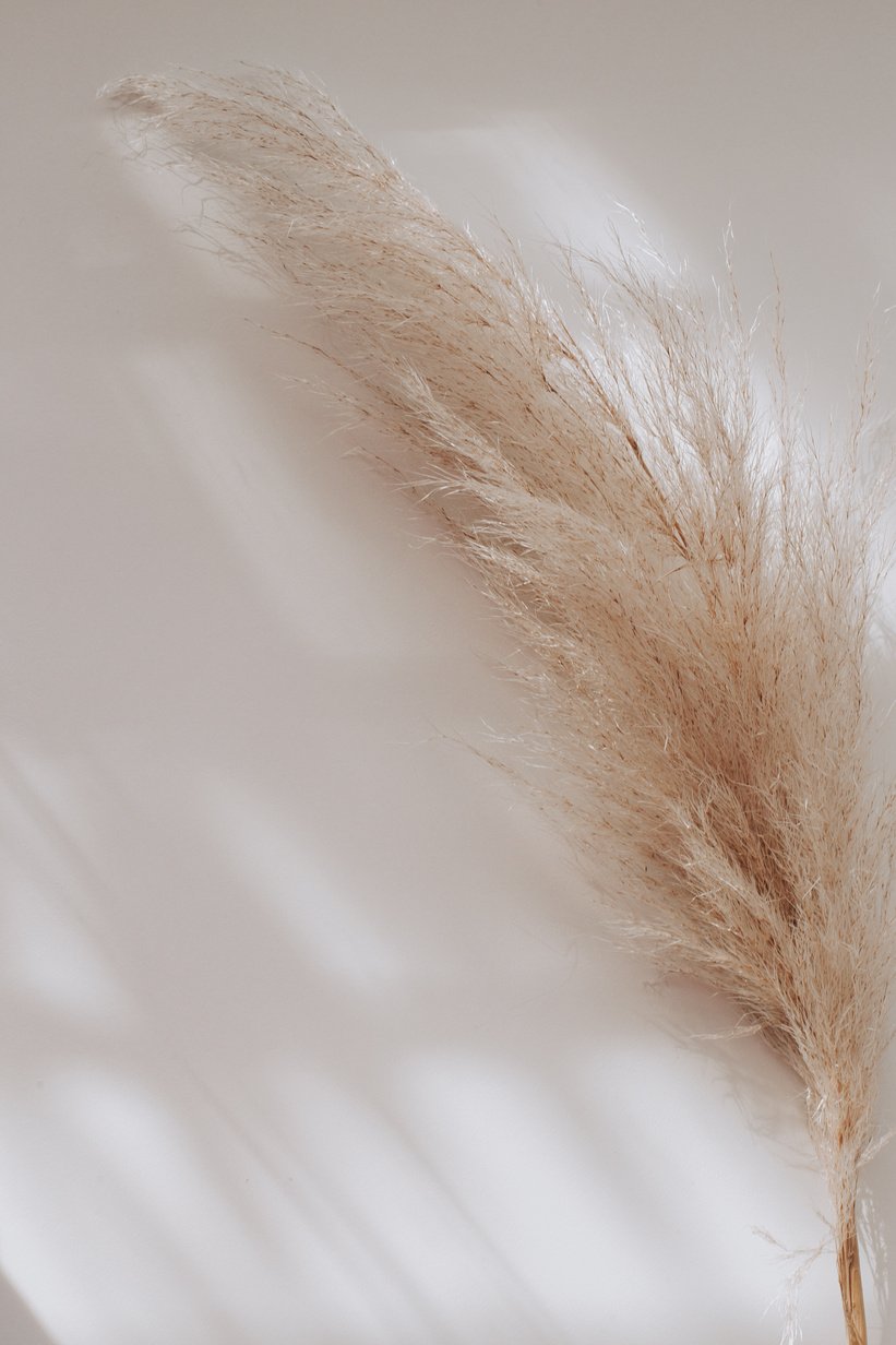 Pampas Grass on White Sheet